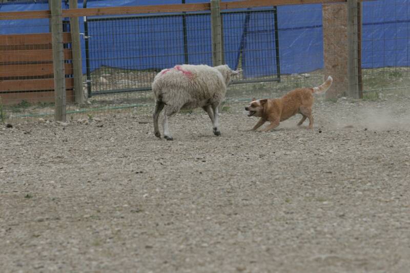 Fighting Sheep